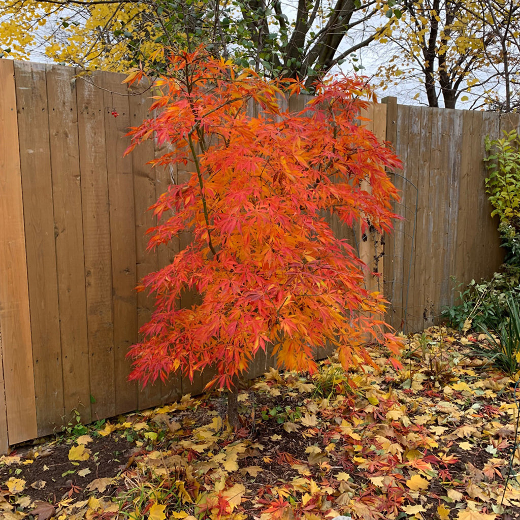 Elegan's Japanese Maple