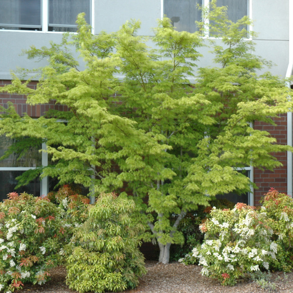 Seiryu Japanese Maple