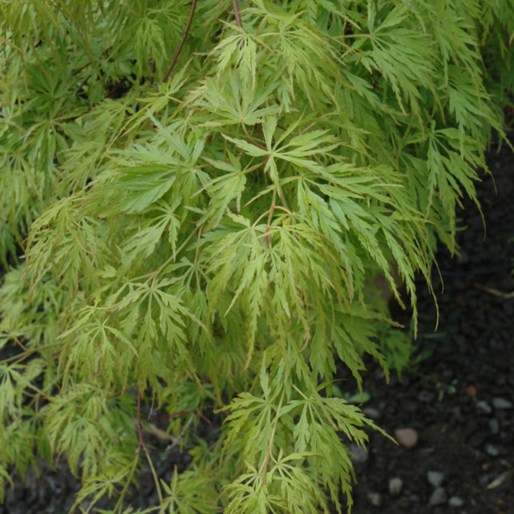 Seiryu Japanese Maple