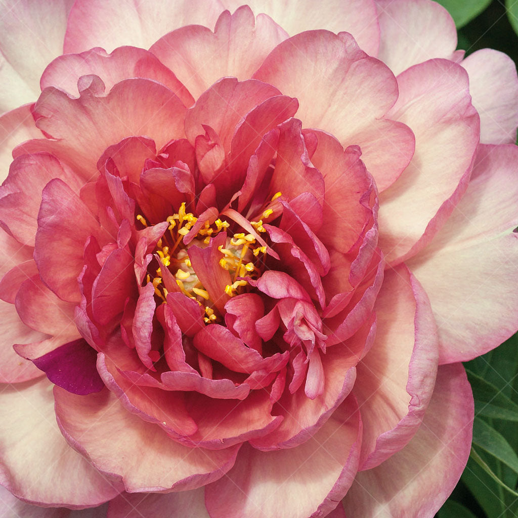 Magical Mystery Tour Itoh Peony 15cm Pot