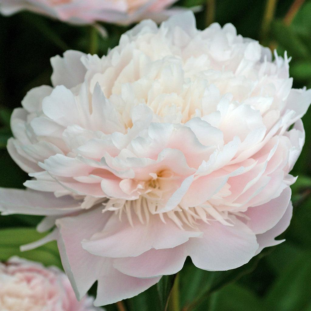 Pecher Peony
