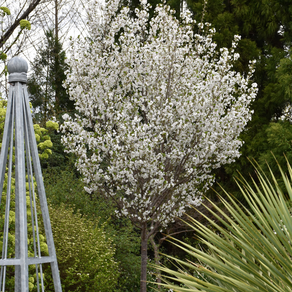 Snow Goose Flowering Cherry