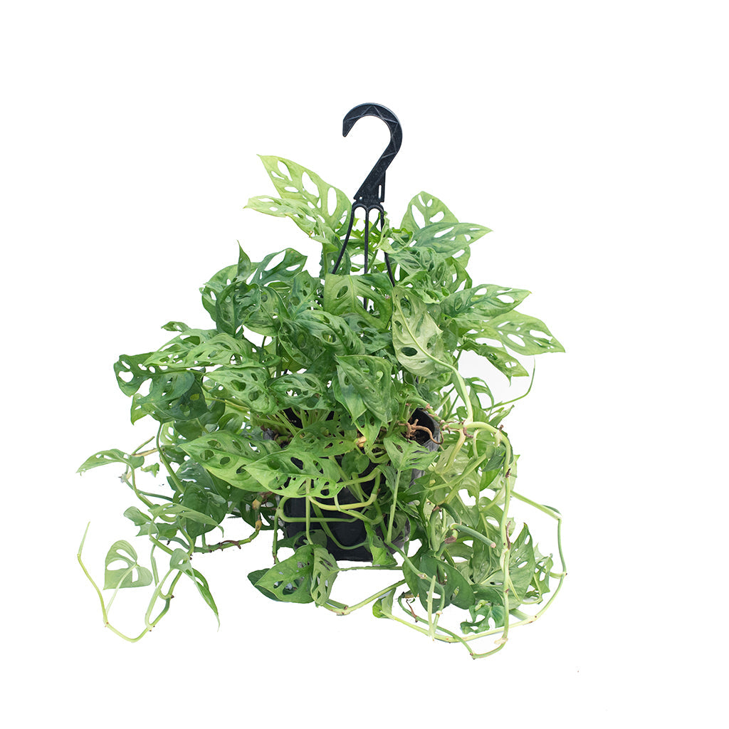 swiss cheese plant hanging basket Monstera Swiss Cheese Plant Hanging Basket 8"