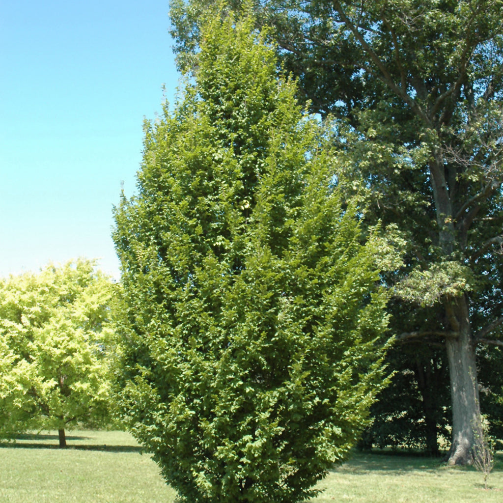 Franz Fontaine Columnar European Hornbeam