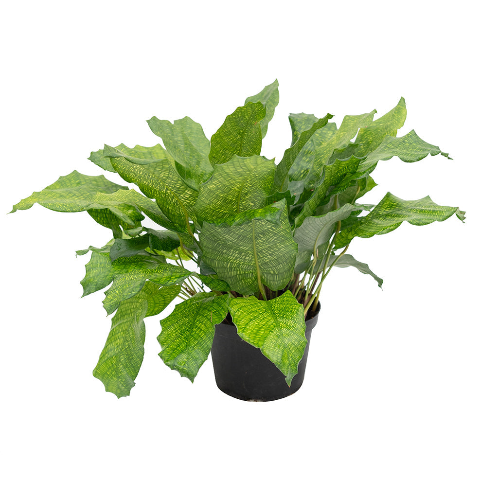 network prayer plant Calathea/Prayer Plant Network 6"
