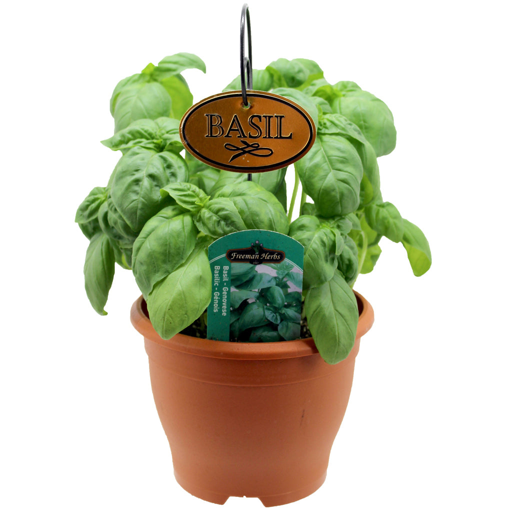 Basil Genovese Herb 6"