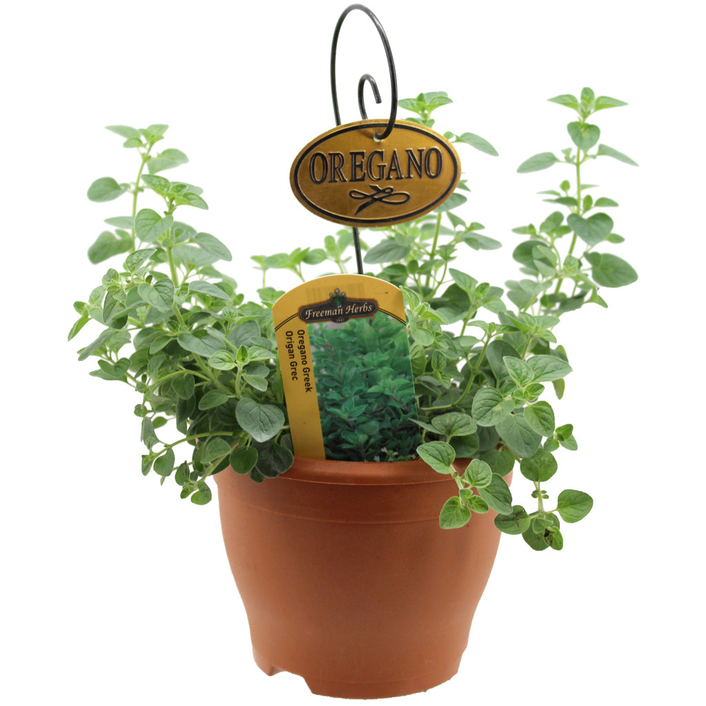 Oregano Greek Herb 6"
