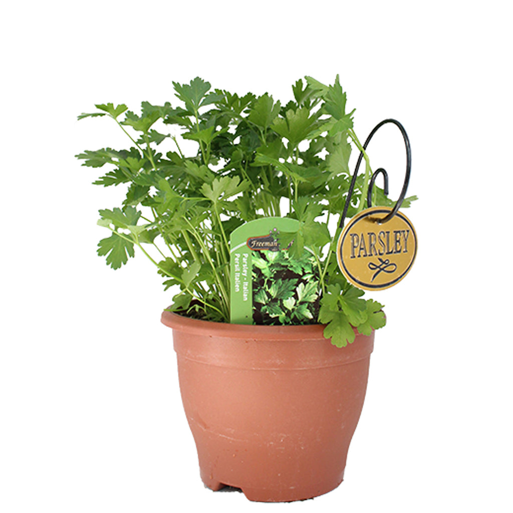 Parsley Italian Herb 6"