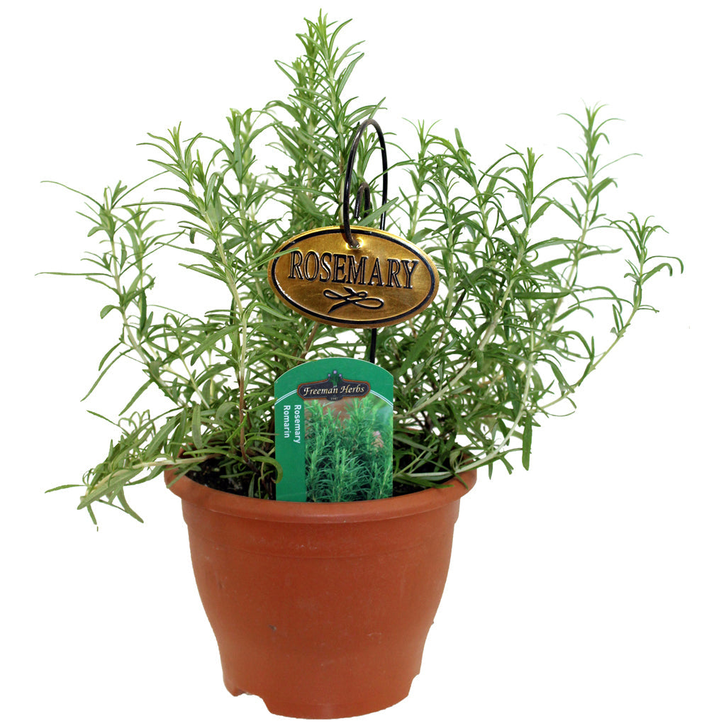 Rosemary Herb 6"