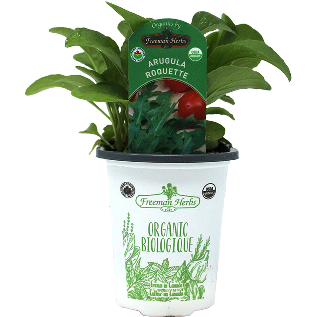 Organic Arugula Rocket 4"