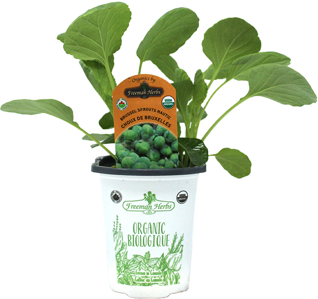 Organic Brussels Sprouts Nautic 4"