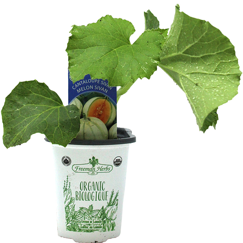 Organic Cantaloupe Sivan 4"