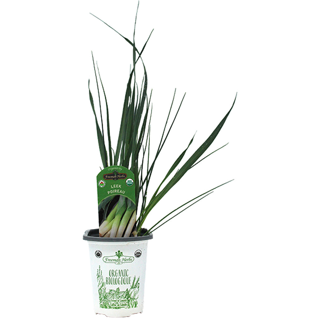 Organic Leek Bandit 4"