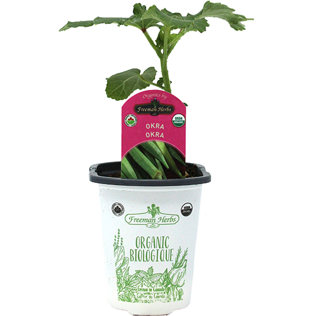 Organic Okra 4"