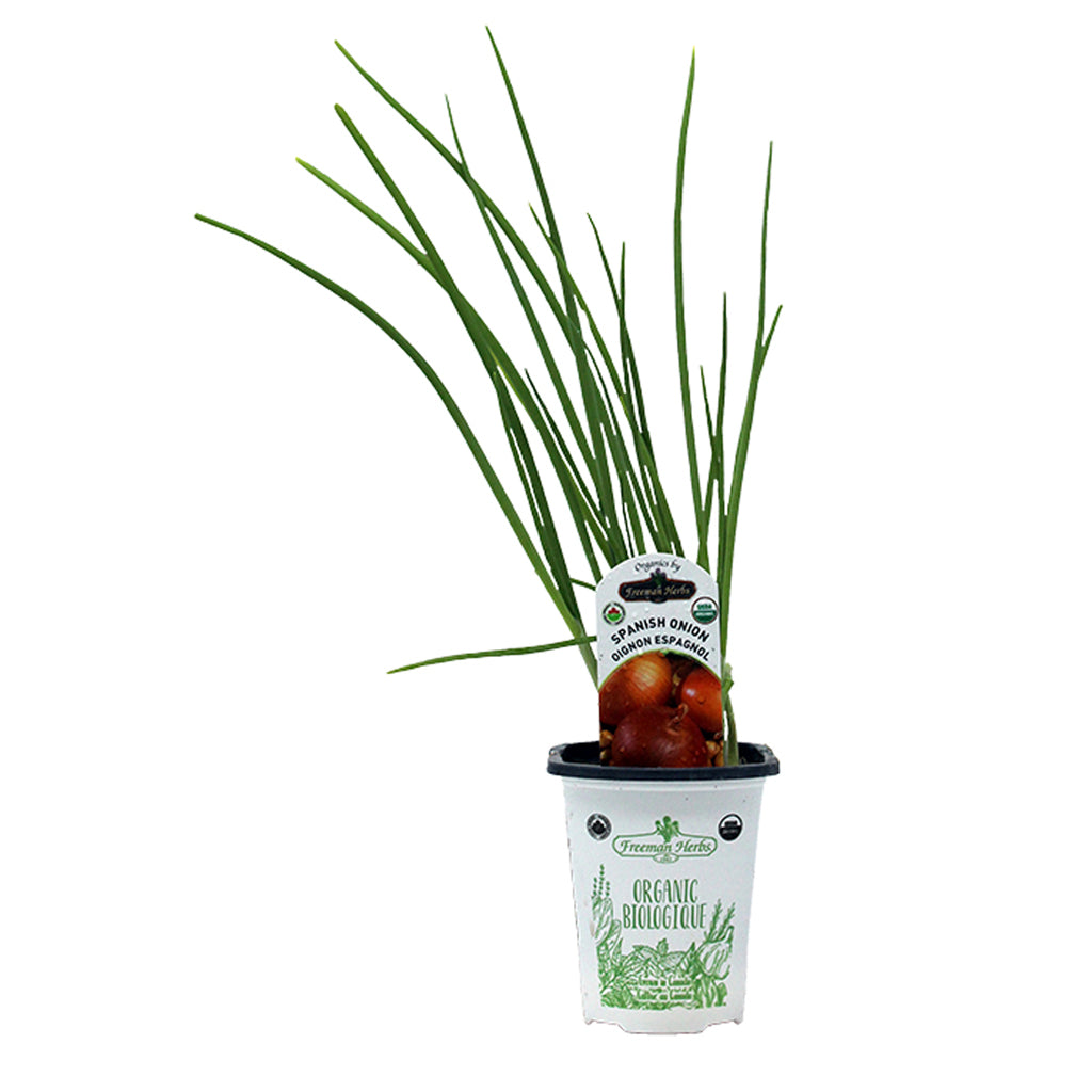 Organic Onion Spanish 4"