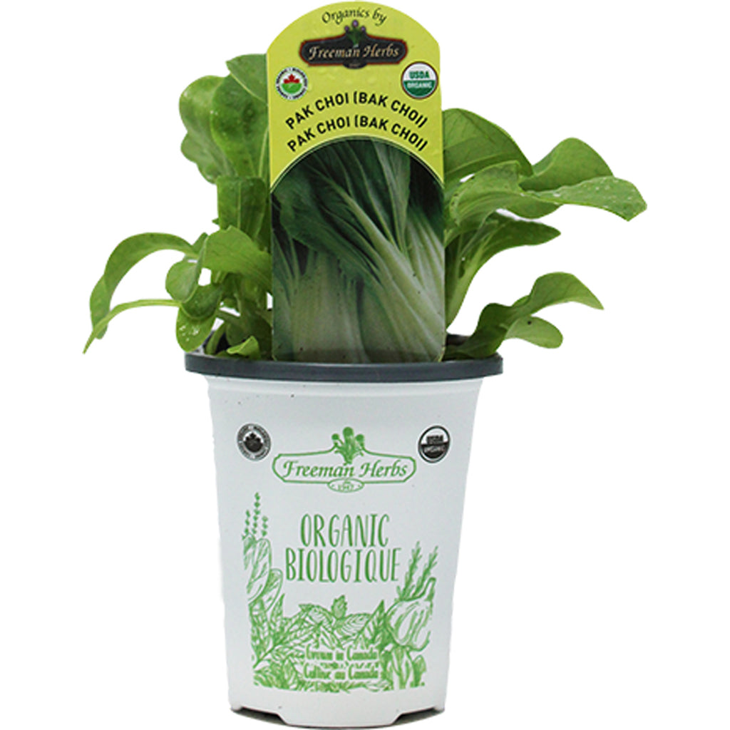 Organic Pak Choi (Bok Choi) 4"
