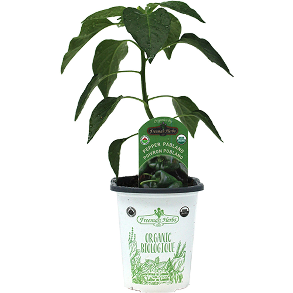 Organic Pepper Spicy Poblano 4"