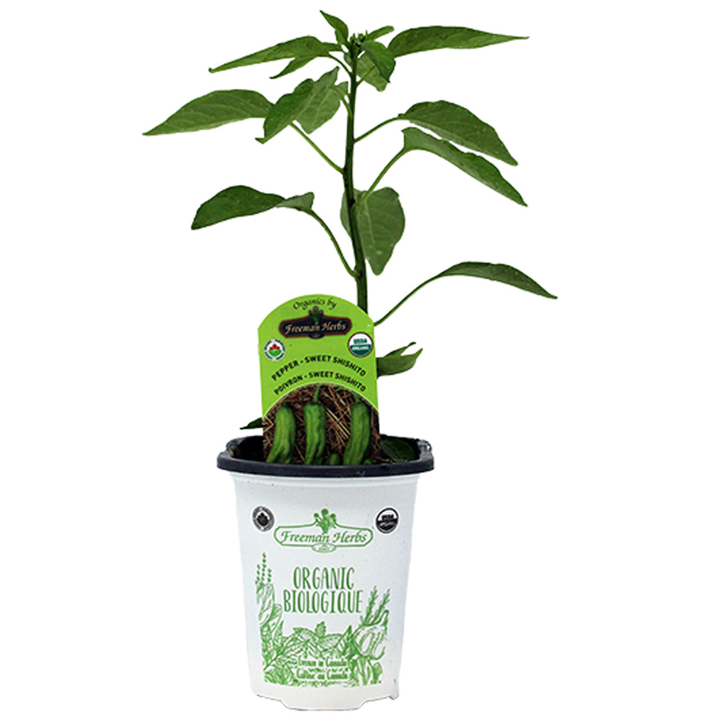 Organic Pepper Spicy Shishito 4"