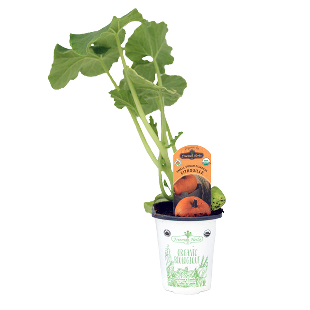 Organic Pumpkin Small Sugar (Orange) 4"