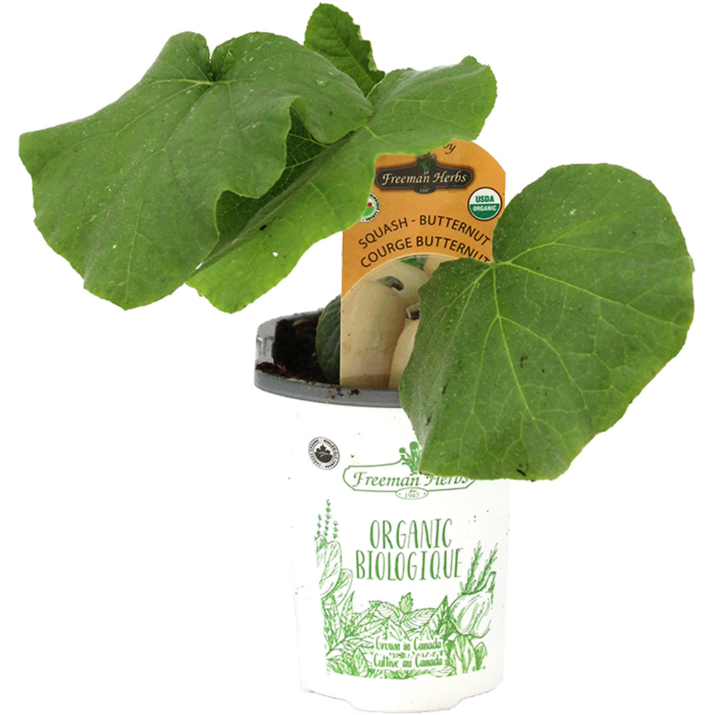 Squash Butternut 4"