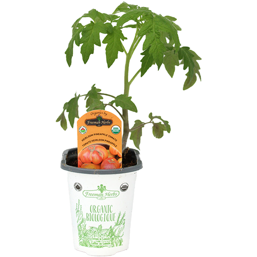 Tomato Pineapple (Heirloom) 4"