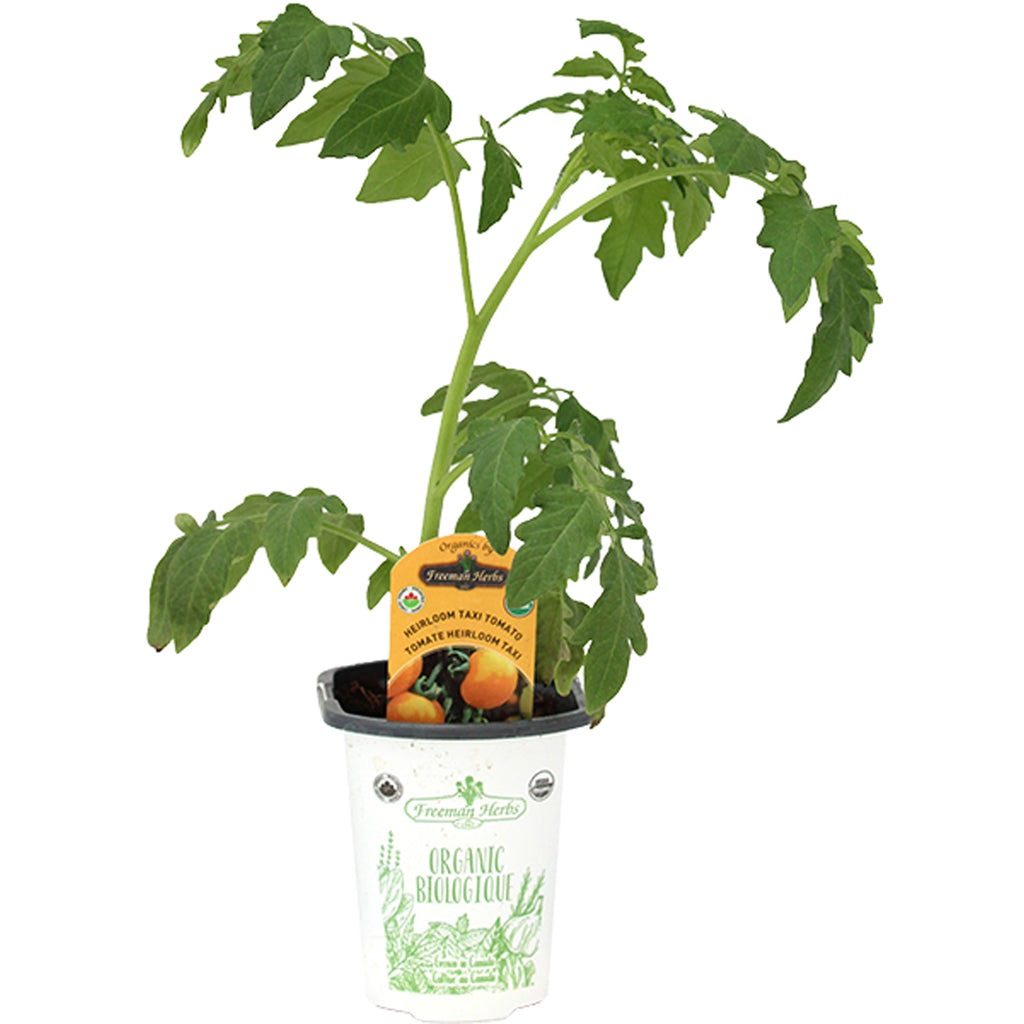 Tomato Taxi (Heirloom) 4"