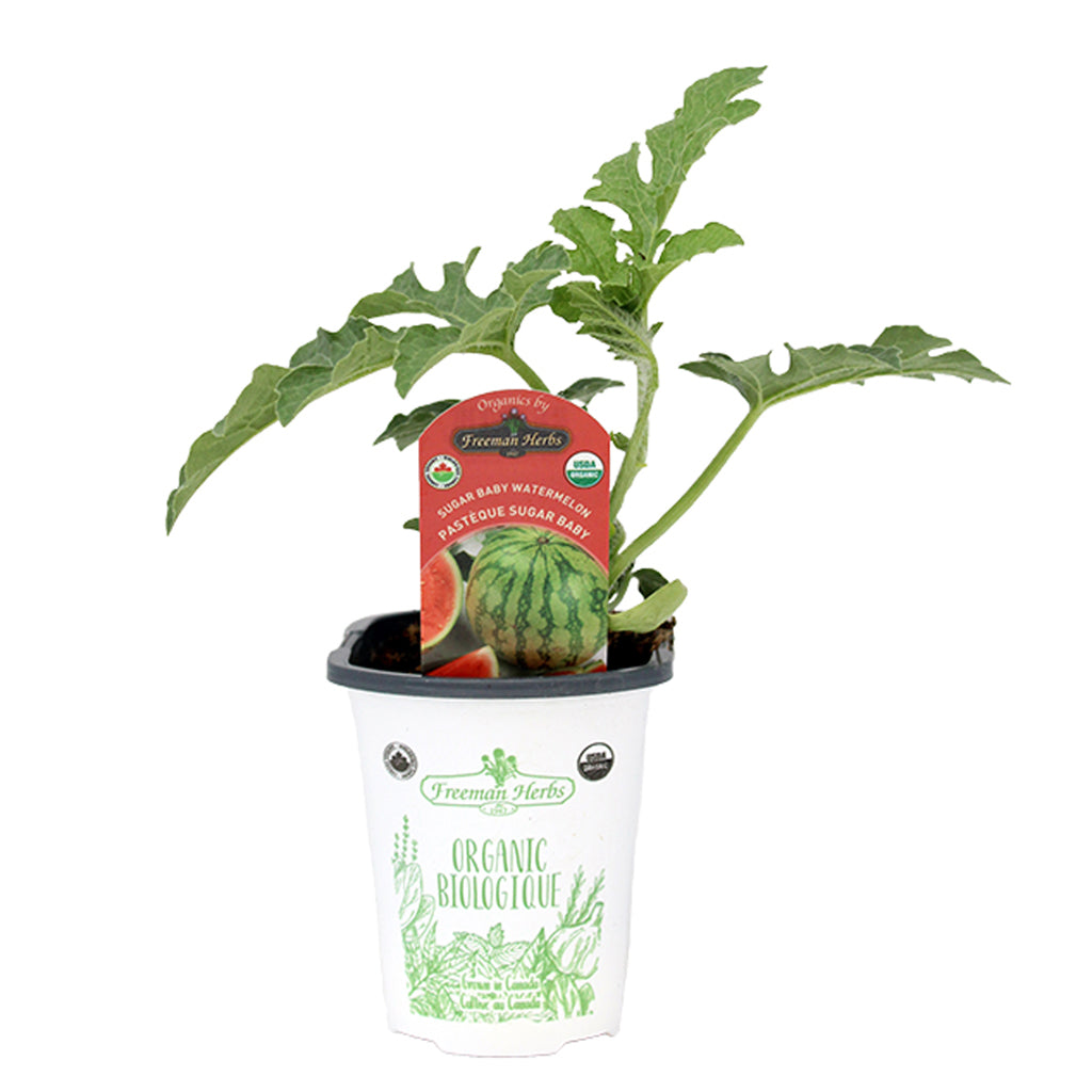 Watermelon Sugar Baby 4"