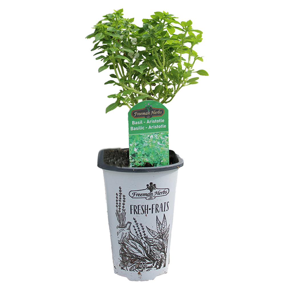 Basil Aristotle Herb 4.33"