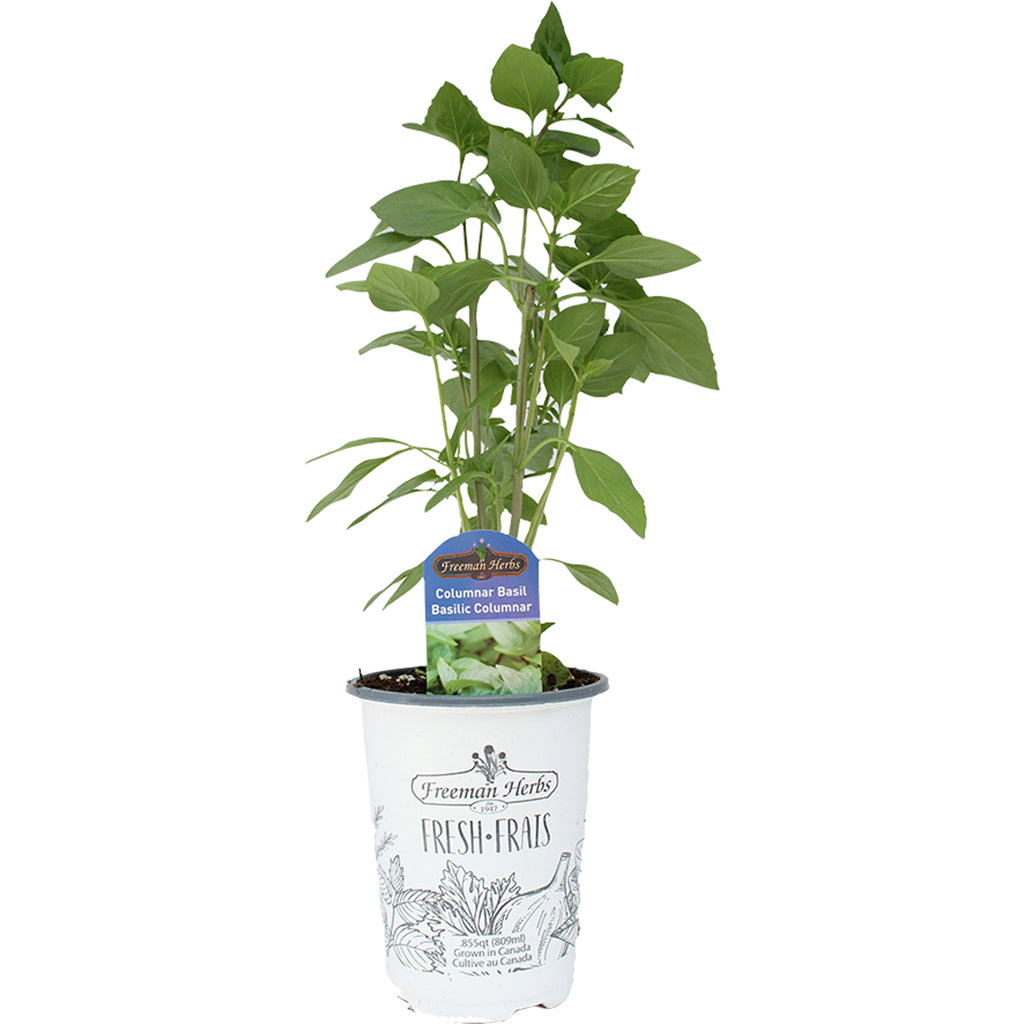 Basil Columnar Herb 4.33"