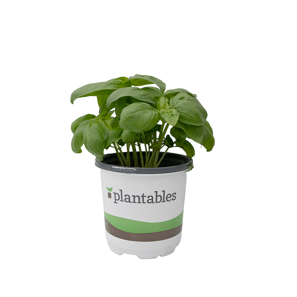 Basil Genovese Lettuce Leaf 4.33"