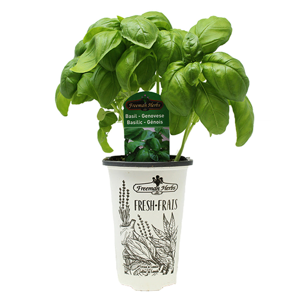 Basil Genovese Lettuce Leaf 4.33"
