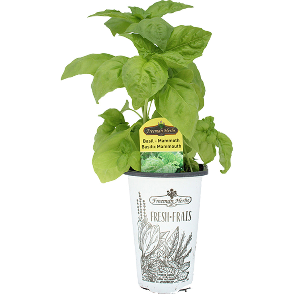 Basil Mammoth Herb 4.33"