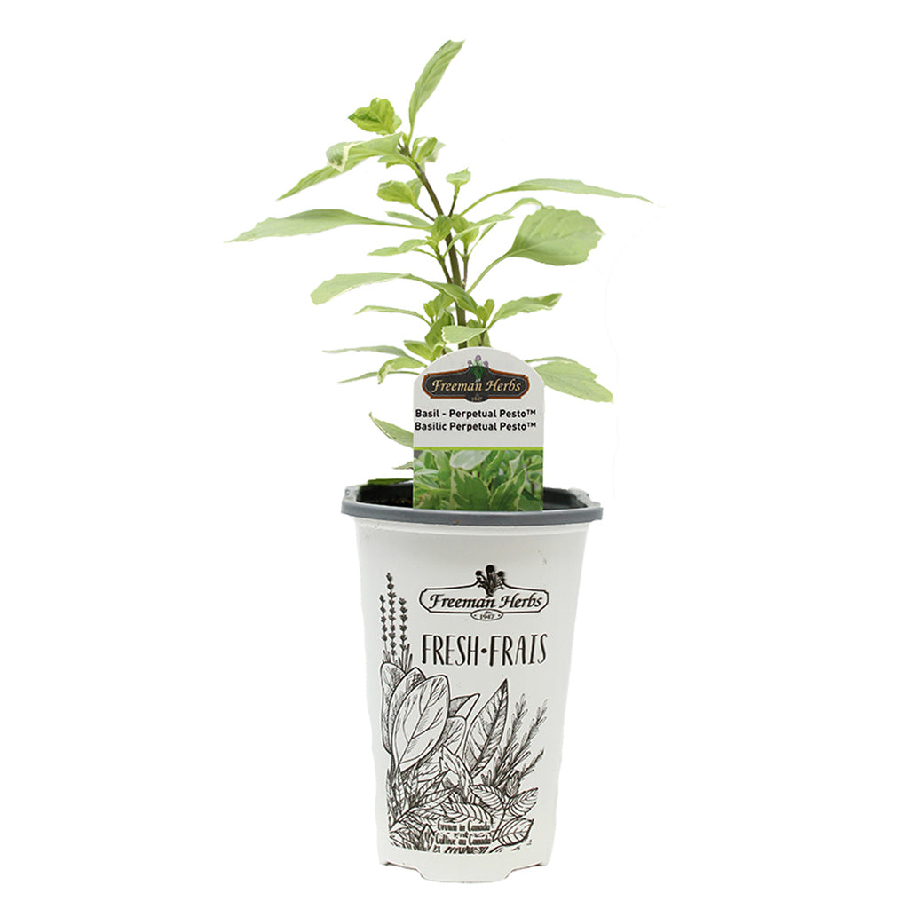 Basil Perpetual Pesto Herb 4.33"