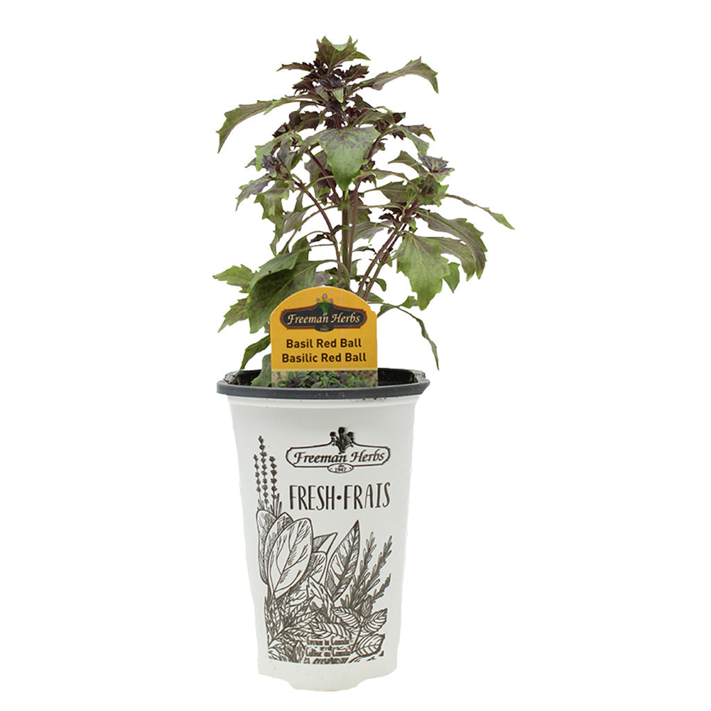 Basil Red Ball Herbalea Herb 4.33"