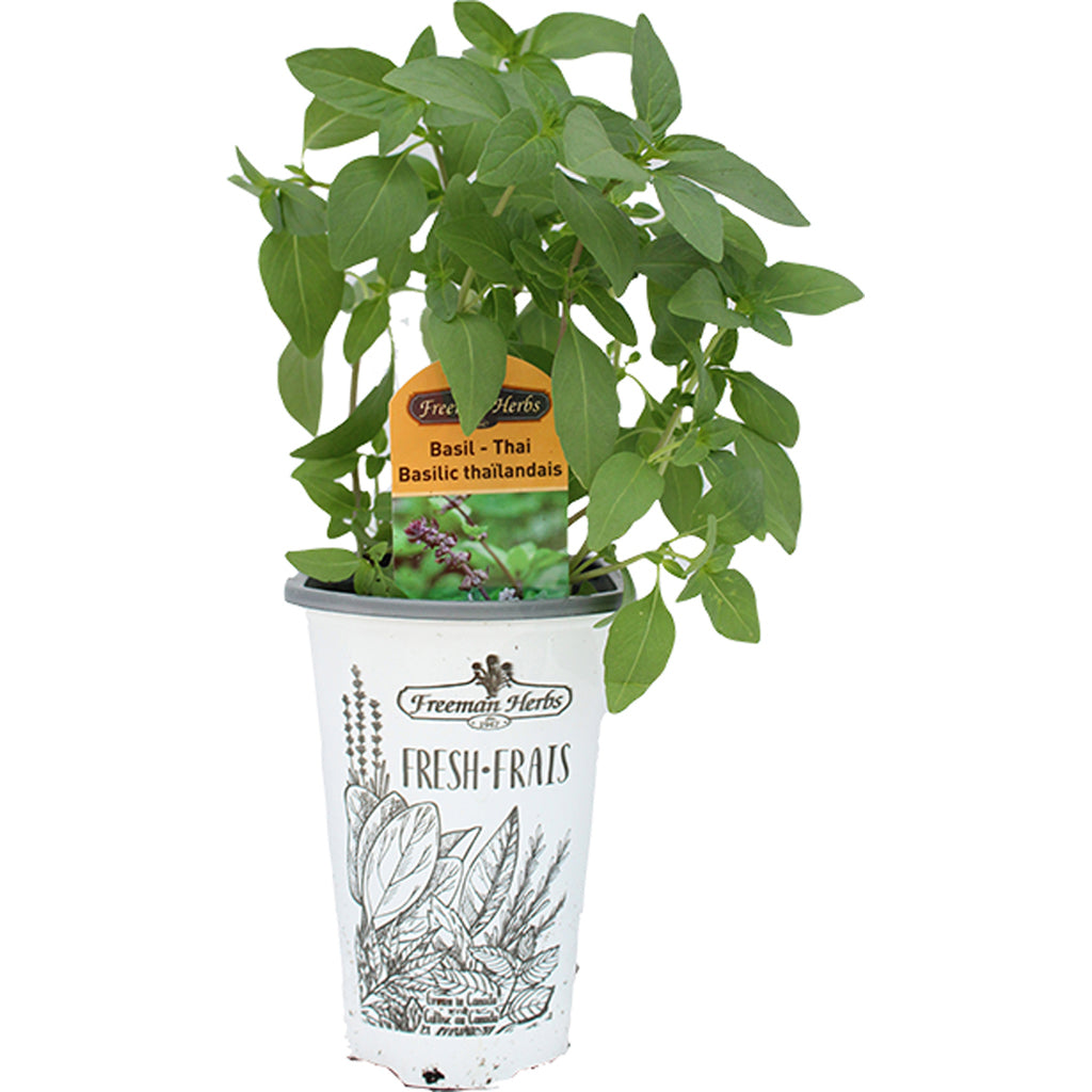 Basil Thai Herb 4.33"