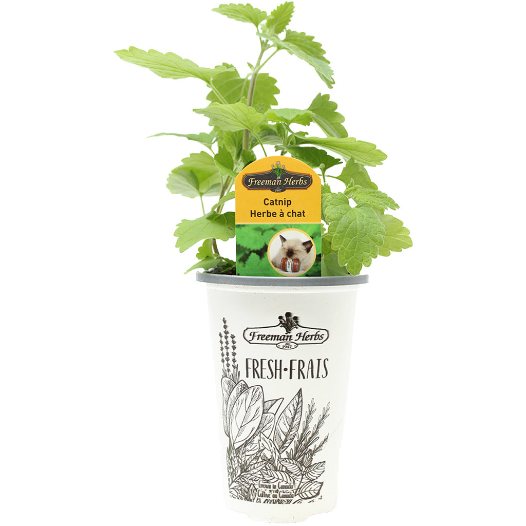 Catnip 4.33"