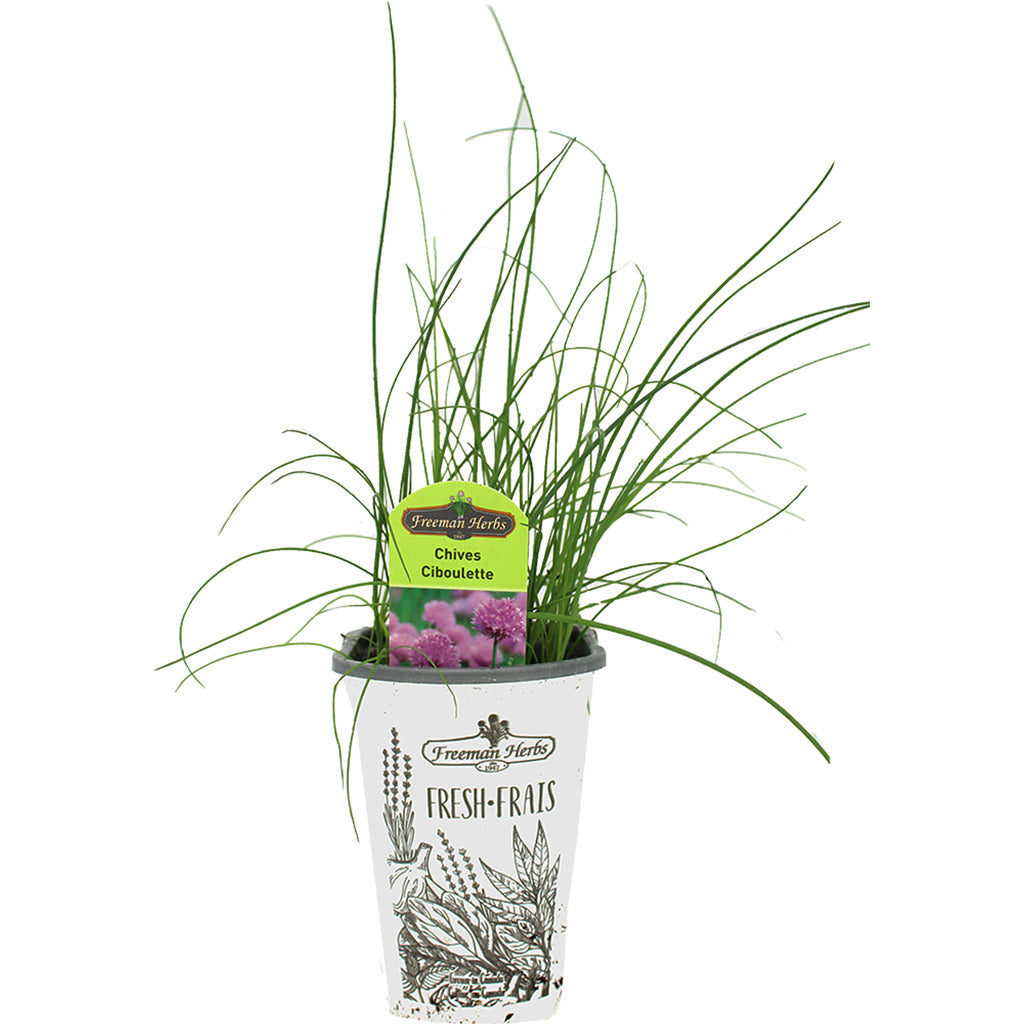 Chives 4.33"