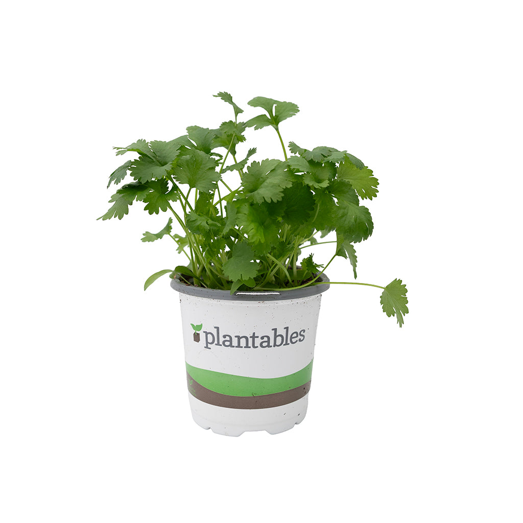 Coriander-Cilantro 4.33"