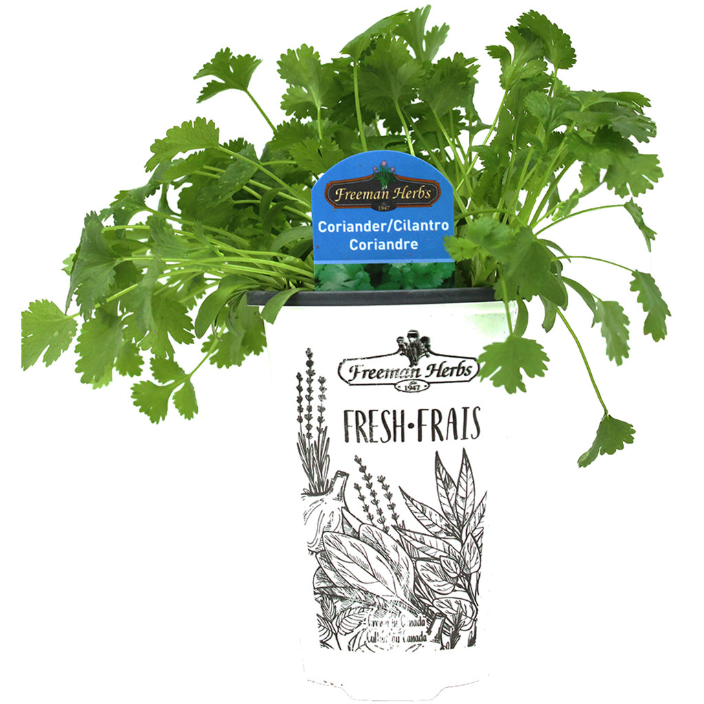 Coriander-Cilantro 4.33"