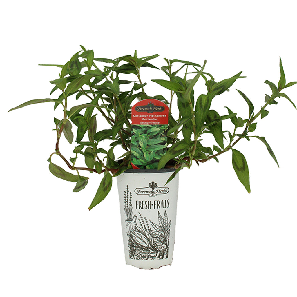 Coriander Vietnamese 4.33"