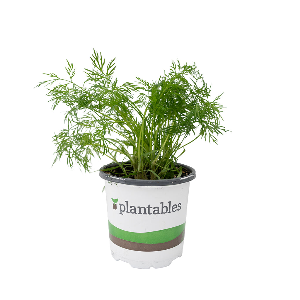 Dill 4.33"