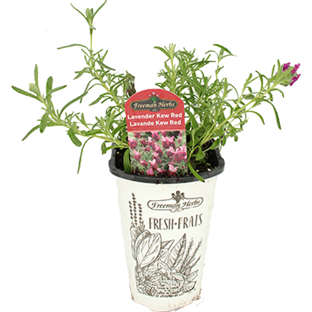 Lavender Kew Red 4.33"