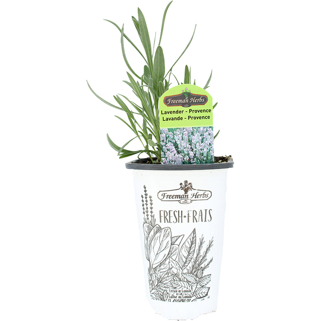 Lavender Provence 4.33"