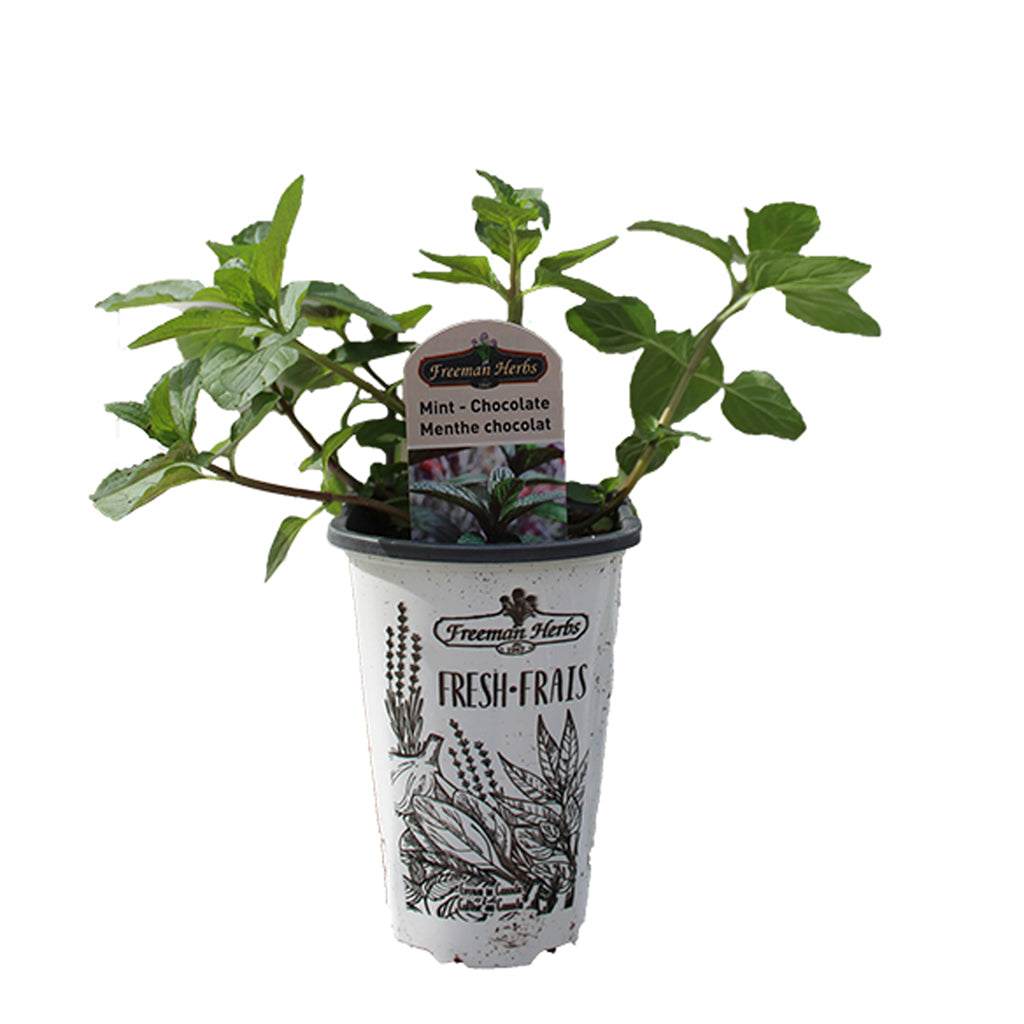 Mint Chocolate 4.33"