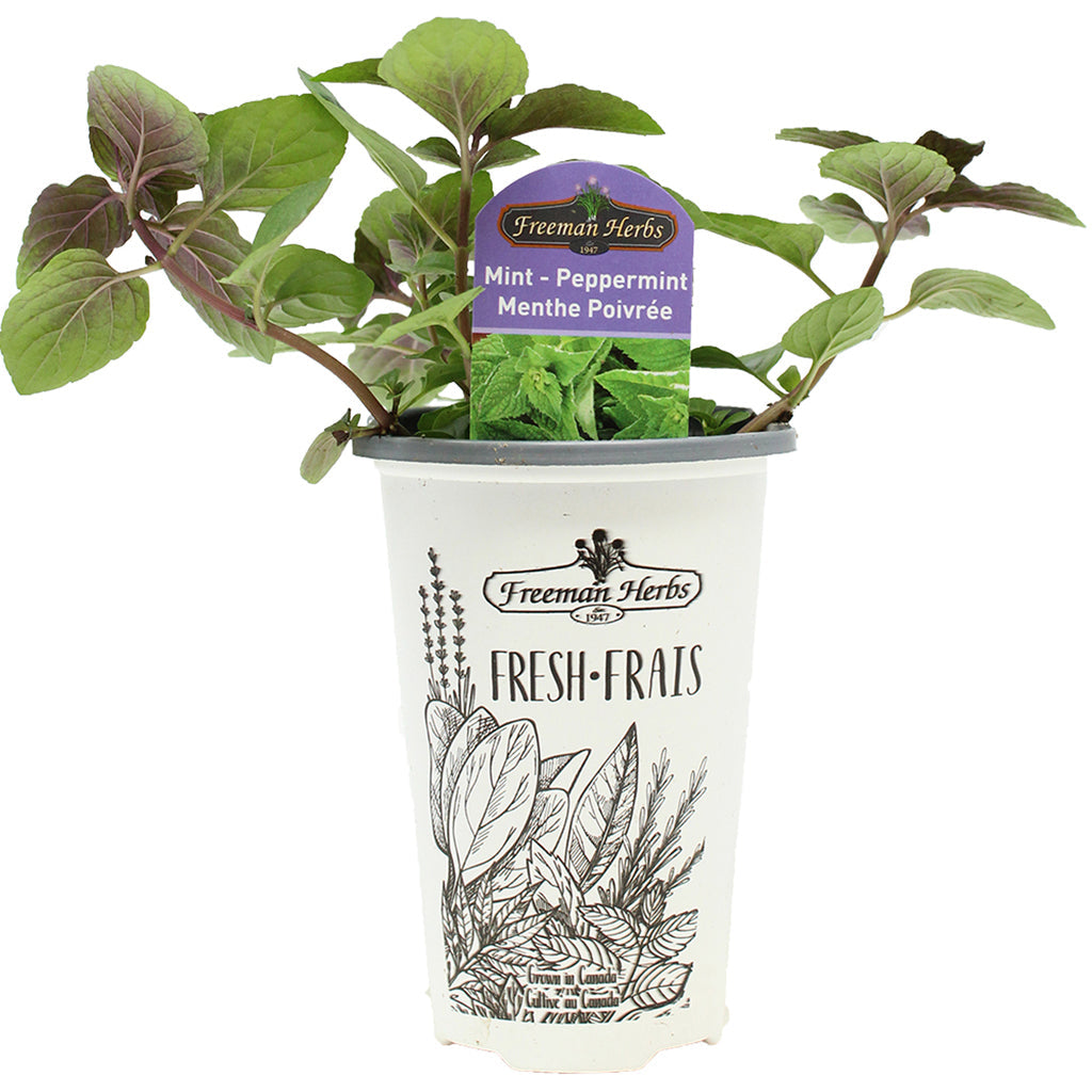Mint Peppermint 4.33"