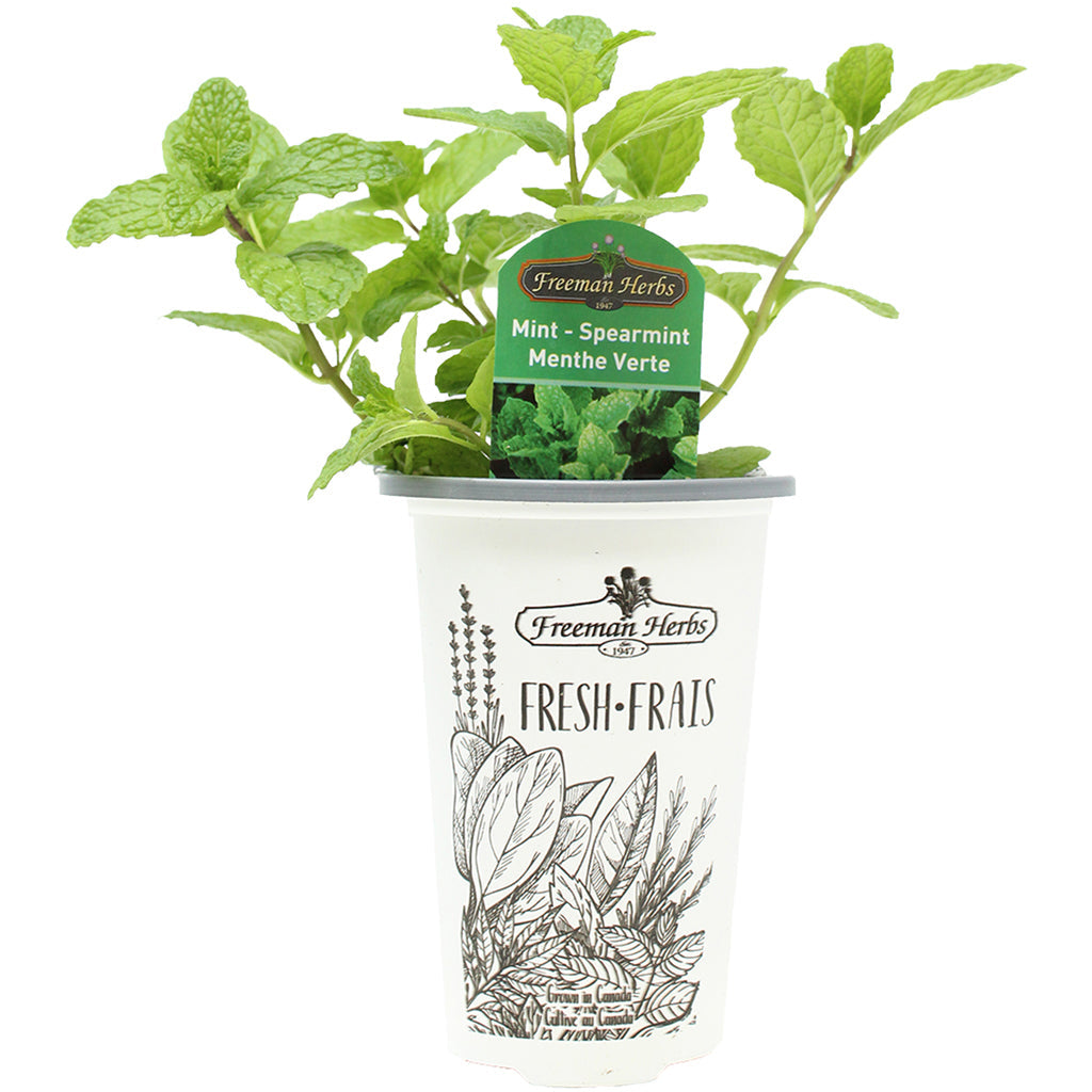 Mint Spearmint 4.33"