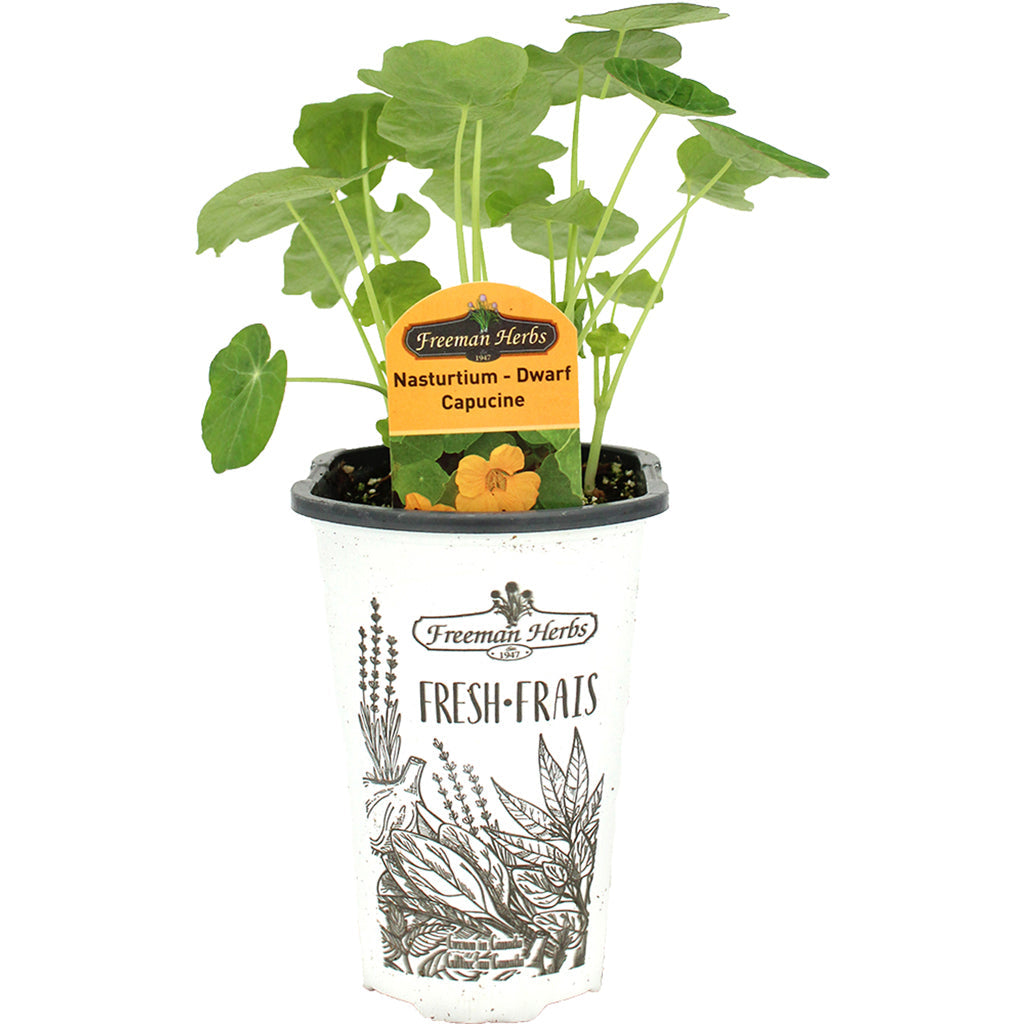 Nasturtium Dwarf 4.33"