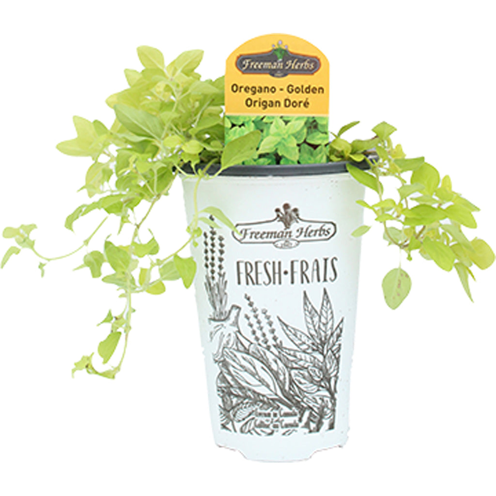 Oregano Golden 4.33"