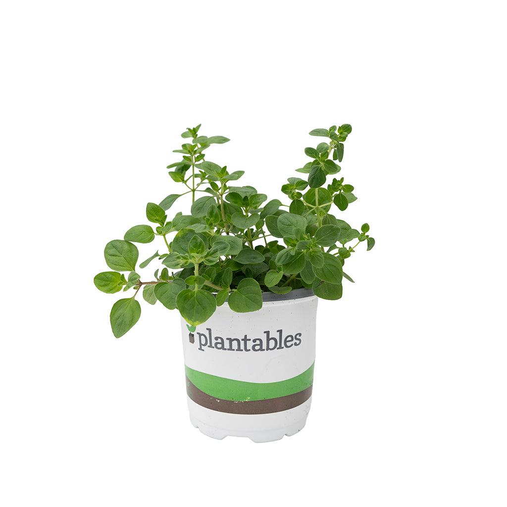 Oregano Greek 4.33"