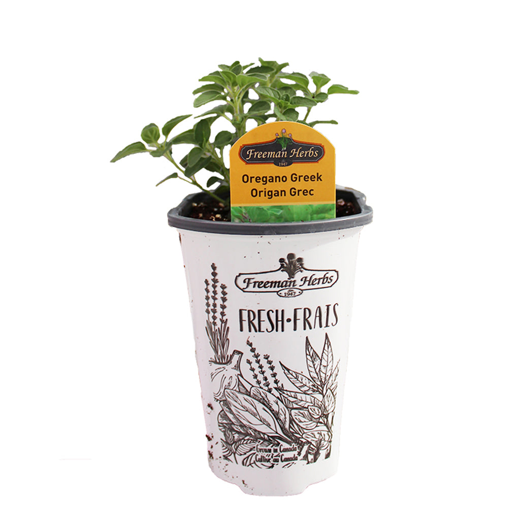 Oregano Greek 4.33"